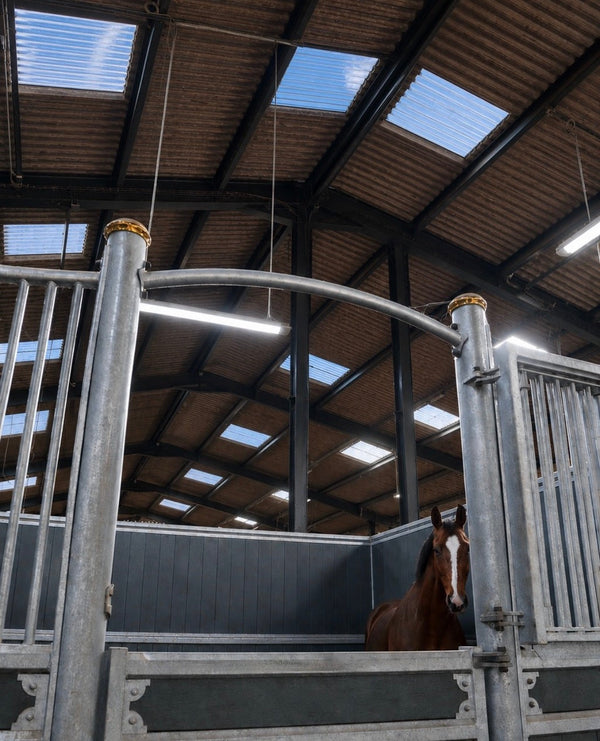 What Is HorseLight? How Circadian Rhythm Lighting Supports Equine Health, Performance, and Breeding