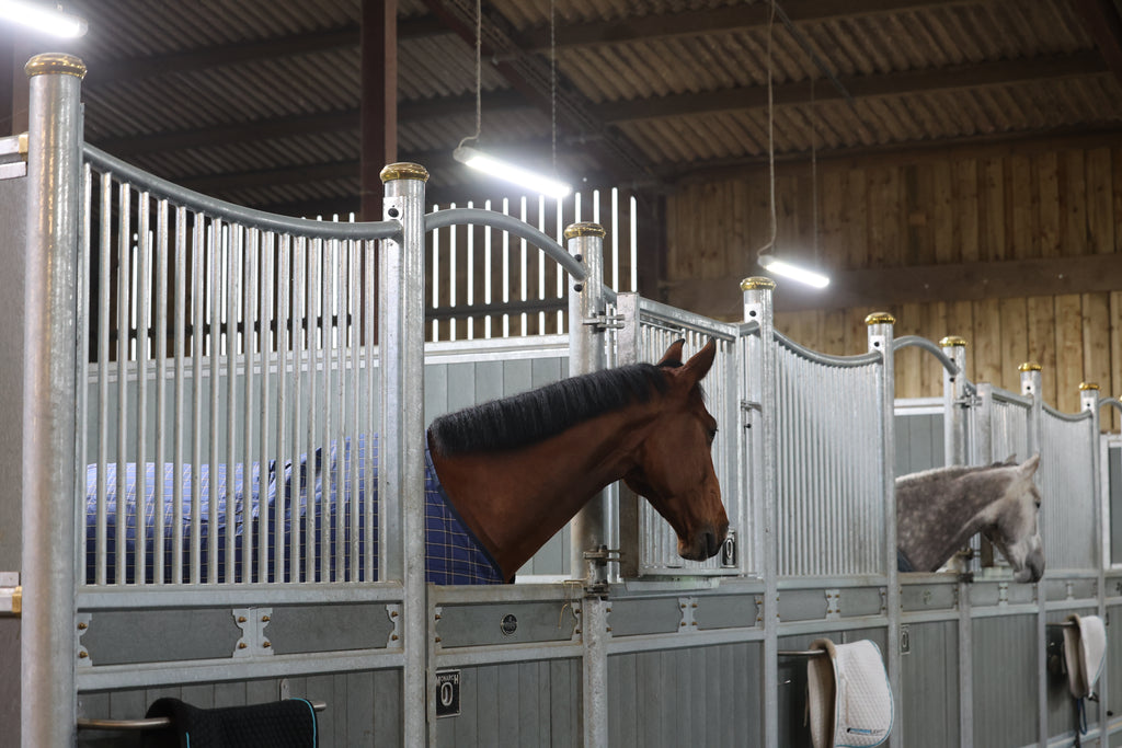 HorseLight Advanced - Therapeutic Stall Lighting System