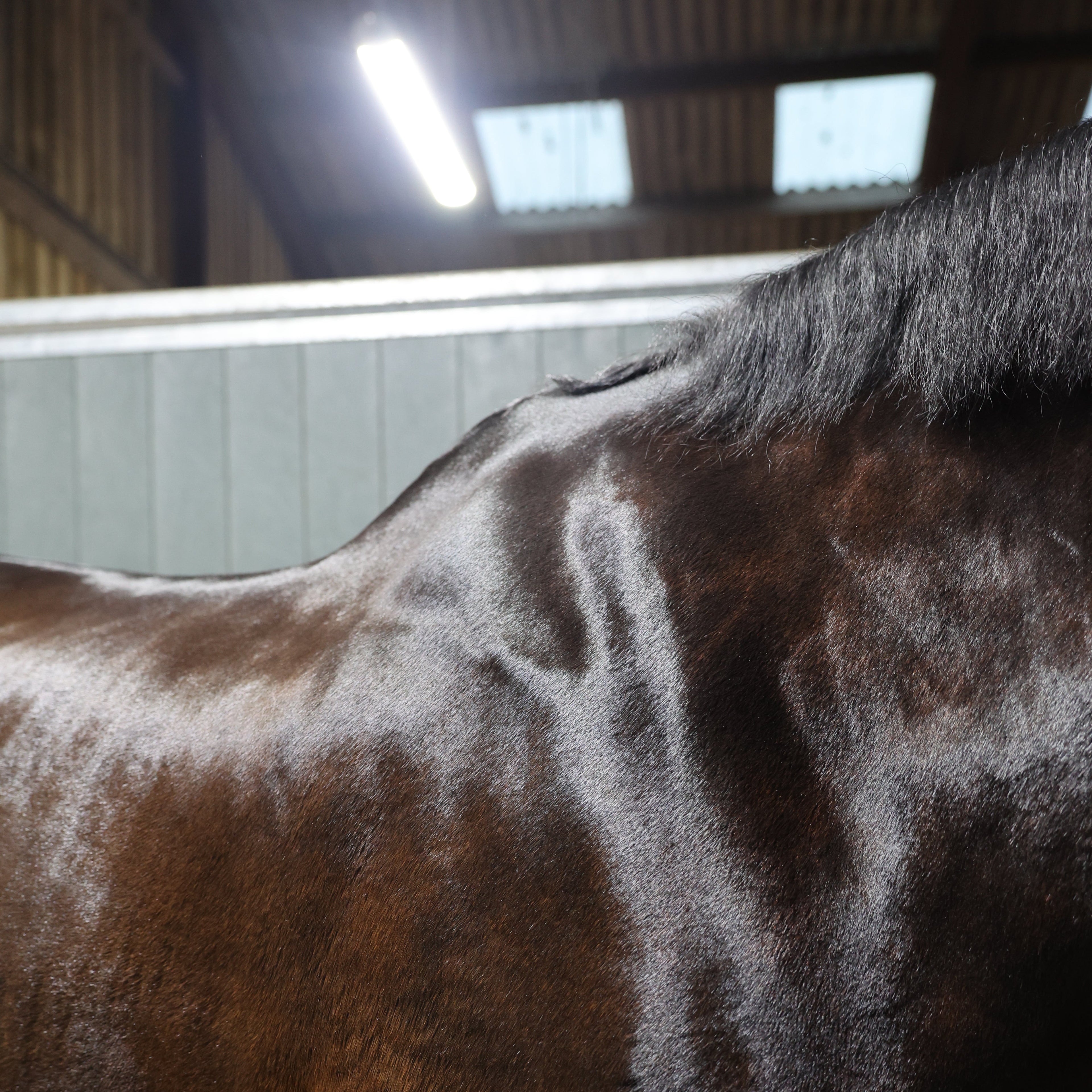 Light Therapy for Improved Horse Coat Health