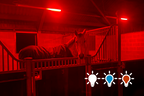 HorseLight Advanced - Therapeutic Stall Lighting System